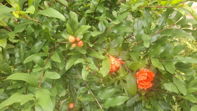 Uploaded Image