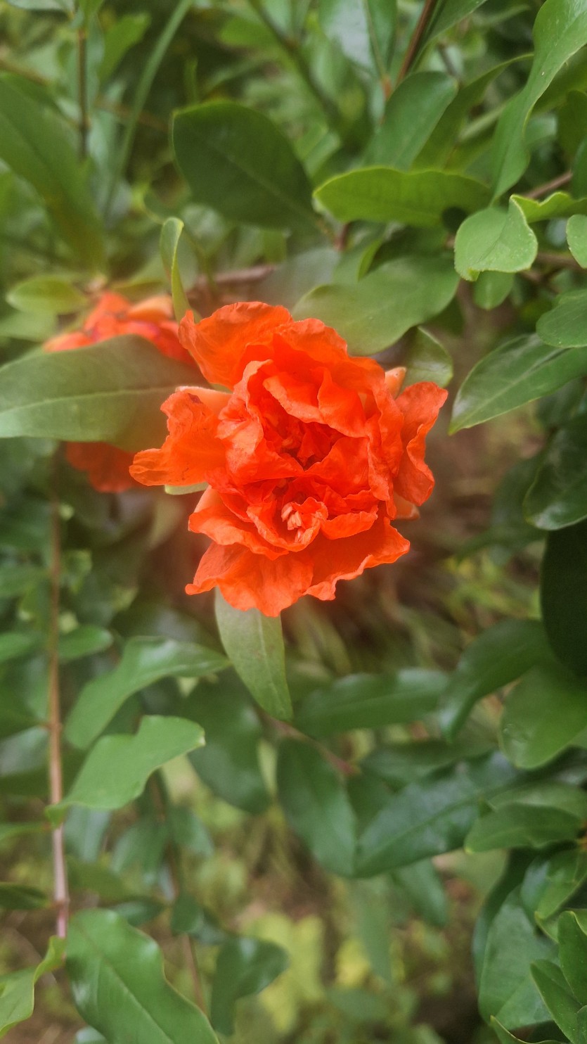 Uploaded Image